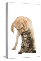 Cat and Dog Labrador Puppy 'Kissing' Norwegian-null-Stretched Canvas