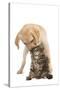 Cat and Dog Labrador Puppy 'Kissing' Norwegian-null-Stretched Canvas