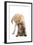 Cat and Dog Labrador Puppy 'Kissing' Norwegian-null-Framed Premium Photographic Print