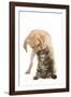 Cat and Dog Labrador Puppy 'Kissing' Norwegian-null-Framed Photographic Print