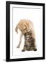 Cat and Dog Labrador Puppy 'Kissing' Norwegian-null-Framed Photographic Print