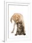 Cat and Dog Labrador Puppy 'Kissing' Norwegian-null-Framed Photographic Print