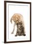 Cat and Dog Labrador Puppy 'Kissing' Norwegian-null-Framed Photographic Print