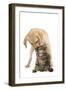 Cat and Dog Labrador Puppy 'Kissing' Norwegian-null-Framed Photographic Print