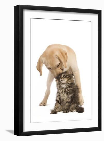 Cat and Dog Labrador Puppy 'Kissing' Norwegian-null-Framed Photographic Print