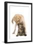 Cat and Dog Labrador Puppy 'Kissing' Norwegian-null-Framed Photographic Print