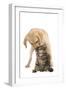 Cat and Dog Labrador Puppy 'Kissing' Norwegian-null-Framed Photographic Print