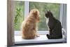 Cat and Dog on the Window-Okssi-Mounted Photographic Print