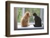 Cat and Dog on the Window-Okssi-Framed Photographic Print