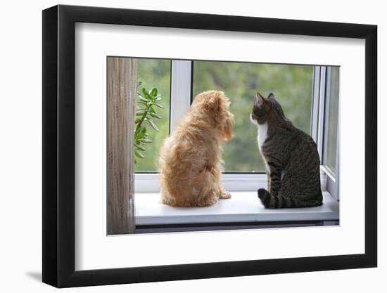 Cat and Dog on the Window-Okssi-Framed Photographic Print