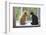 Cat and Dog on the Window-Okssi-Framed Photographic Print