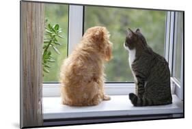 Cat and Dog on the Window-Okssi-Mounted Photographic Print