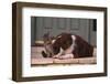 Cat and Dog Sitting Together-DLILLC-Framed Photographic Print