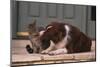 Cat and Dog Sitting Together-DLILLC-Mounted Photographic Print