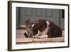 Cat and Dog Sitting Together-DLILLC-Framed Photographic Print