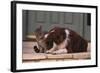 Cat and Dog Sitting Together-DLILLC-Framed Photographic Print