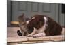 Cat and Dog Sitting Together-DLILLC-Mounted Photographic Print