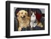 Cat and Dog Sitting Together-DLILLC-Framed Photographic Print