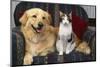 Cat and Dog Sitting Together-DLILLC-Mounted Photographic Print