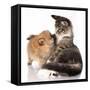 Cat and Dog, Spitz Puppy and Kitten Breeds Maine Coon-Lilun-Framed Stretched Canvas