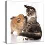 Cat and Dog, Spitz Puppy and Kitten Breeds Maine Coon-Lilun-Stretched Canvas