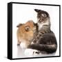 Cat and Dog, Spitz Puppy and Kitten Breeds Maine Coon-Lilun-Framed Stretched Canvas