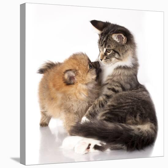 Cat and Dog, Spitz Puppy and Kitten Breeds Maine Coon-Lilun-Stretched Canvas