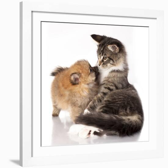 Cat and Dog, Spitz Puppy and Kitten Breeds Maine Coon-Lilun-Framed Photographic Print