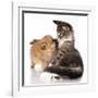 Cat and Dog, Spitz Puppy and Kitten Breeds Maine Coon-Lilun-Framed Photographic Print