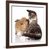 Cat and Dog, Spitz Puppy and Kitten Breeds Maine Coon-Lilun-Framed Photographic Print