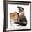 Cat and Dog, Spitz Puppy and Kitten Breeds Maine Coon-Lilun-Framed Photographic Print