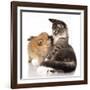 Cat and Dog, Spitz Puppy and Kitten Breeds Maine Coon-Lilun-Framed Photographic Print