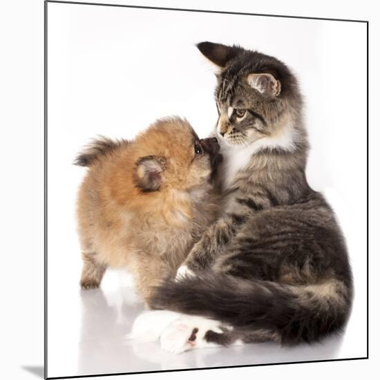 Cat and Dog, Spitz Puppy and Kitten Breeds Maine Coon-Lilun-Mounted Photographic Print