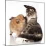 Cat and Dog, Spitz Puppy and Kitten Breeds Maine Coon-Lilun-Mounted Photographic Print