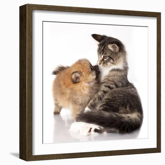 Cat and Dog, Spitz Puppy and Kitten Breeds Maine Coon-Lilun-Framed Photographic Print