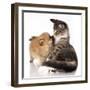 Cat and Dog, Spitz Puppy and Kitten Breeds Maine Coon-Lilun-Framed Photographic Print