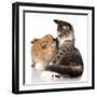 Cat and Dog, Spitz Puppy and Kitten Breeds Maine Coon-Lilun-Framed Photographic Print