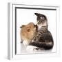 Cat and Dog, Spitz Puppy and Kitten Breeds Maine Coon-Lilun-Framed Photographic Print