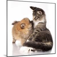 Cat and Dog, Spitz Puppy and Kitten Breeds Maine Coon-Lilun-Mounted Photographic Print