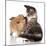 Cat and Dog, Spitz Puppy and Kitten Breeds Maine Coon-Lilun-Mounted Photographic Print
