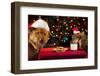 Cat And Dog Taking Over Santa'S Cookies And Milk-websubstance-Framed Photographic Print