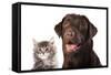 Cat and Dog-Lilun-Framed Stretched Canvas