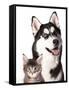 Cat and Dog-Lilun-Framed Stretched Canvas