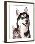 Cat and Dog-Lilun-Framed Photographic Print