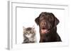 Cat and Dog-Lilun-Framed Photographic Print