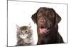 Cat and Dog-Lilun-Mounted Photographic Print