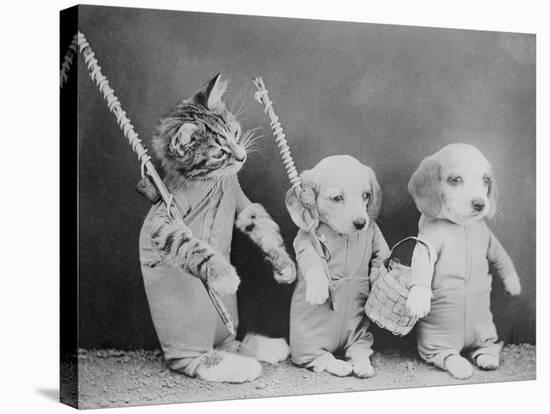 Cat and Dogs, Friends-null-Stretched Canvas