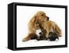 Cat and Golden Retriever-Russell Glenister-Framed Stretched Canvas