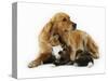 Cat and Golden Retriever-Russell Glenister-Stretched Canvas