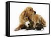 Cat and Golden Retriever-Russell Glenister-Framed Stretched Canvas